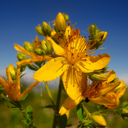 Plant Folklore: St. John’s Wort