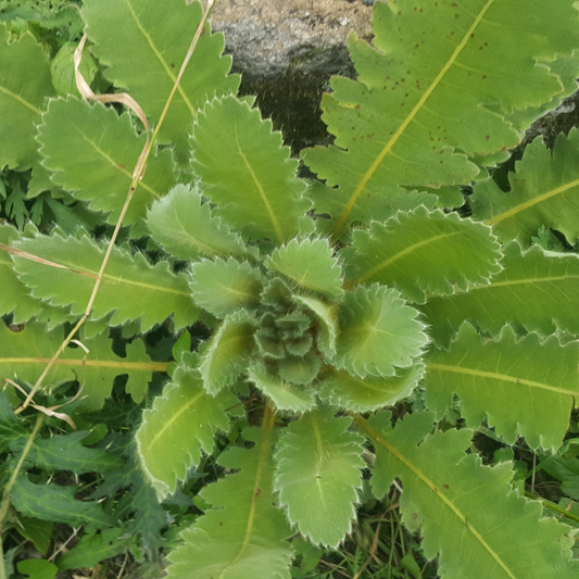 Herb of the Month:  Wild Lettuce