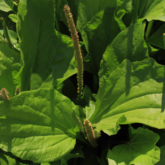 Herb of the Month: Plantain