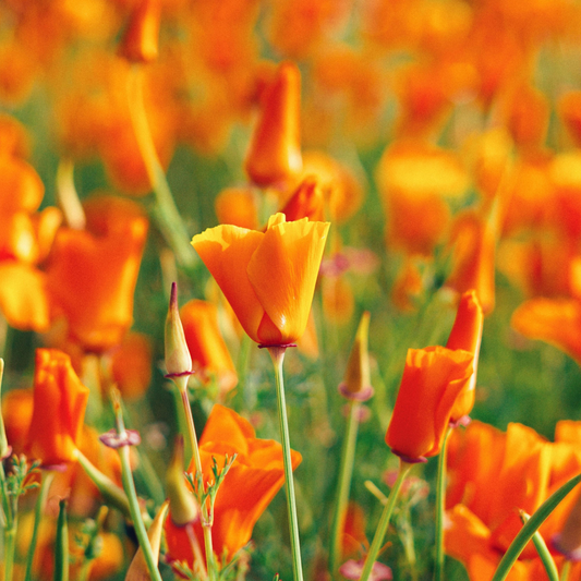 Sunshine’s Emblem: California Poppy