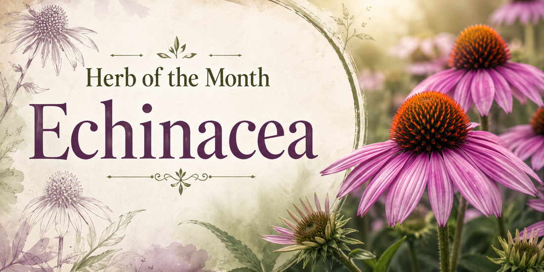 Herb of the Month: Echinacea