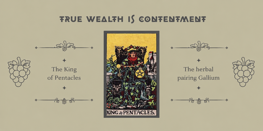 The King of Pentacles with Herbal Pairing Galium
