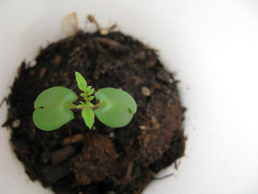 New Beginnings with Herbalist Amanda Furbee
