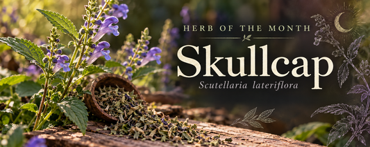 Herb of the Month: Skullcap — Finding Calm in a Busy World