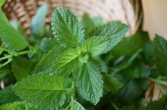 Herb of the Month: Lemon Balm