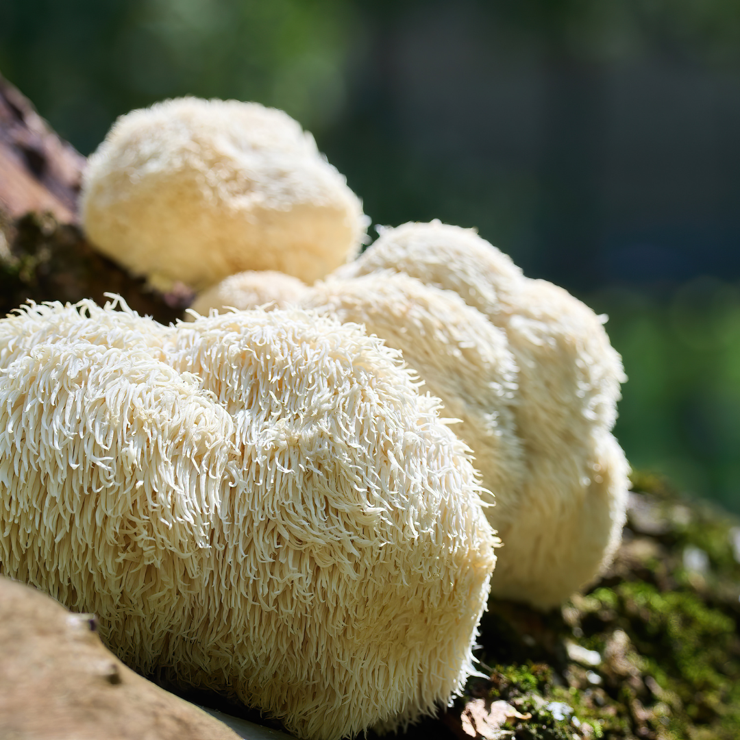 Herb of the Month: Lion's Mane