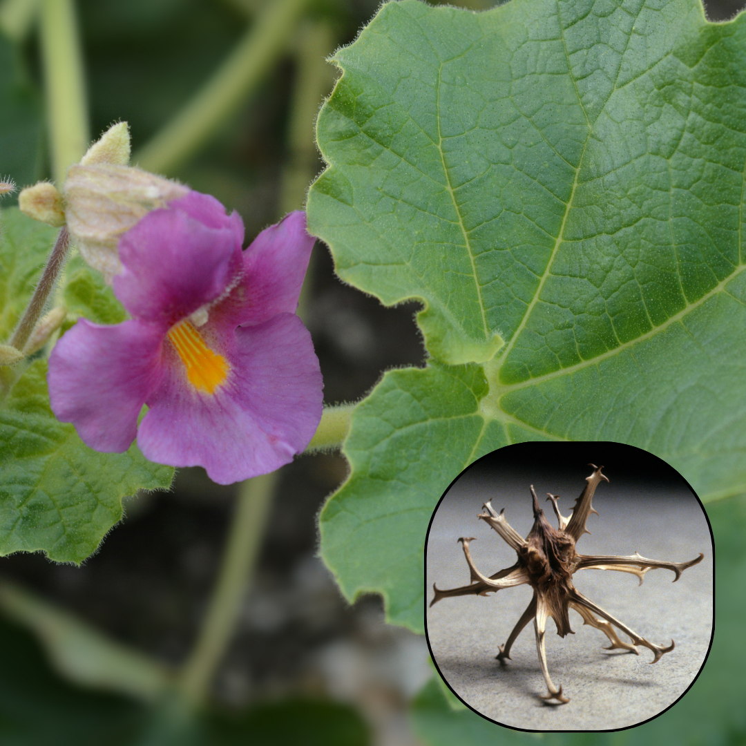 Devil’s Claw Benefits: Herbal Remedy for Pain & Inflammation