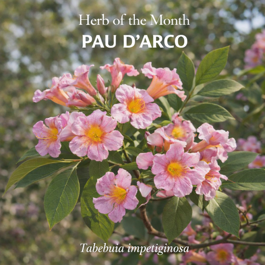 Herb of the Month: Pau D' Arco