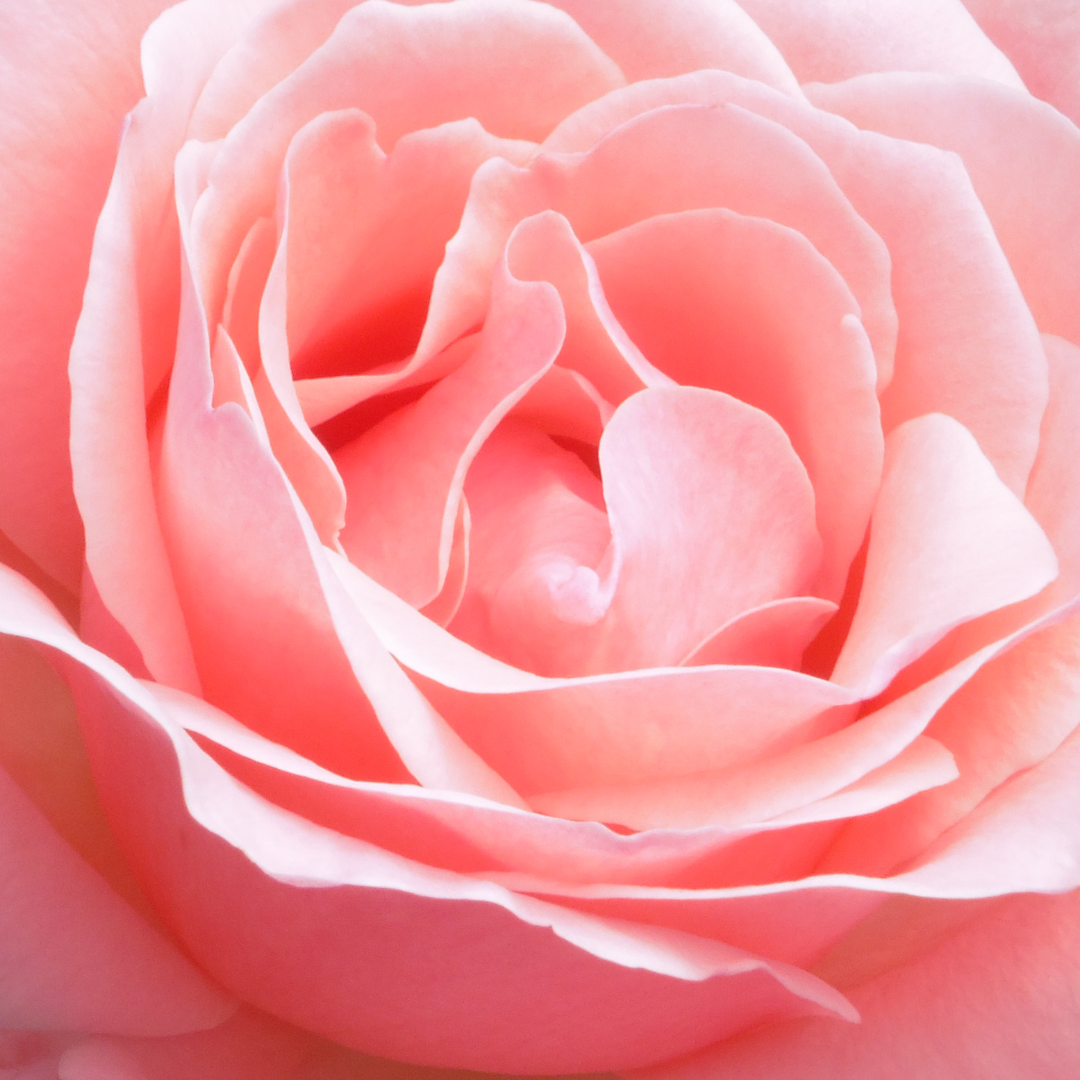 Herbs for Resilience: Rose