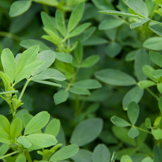 Herb of the Month: Alfalfa