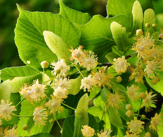 Herbs for Resilience: Linden