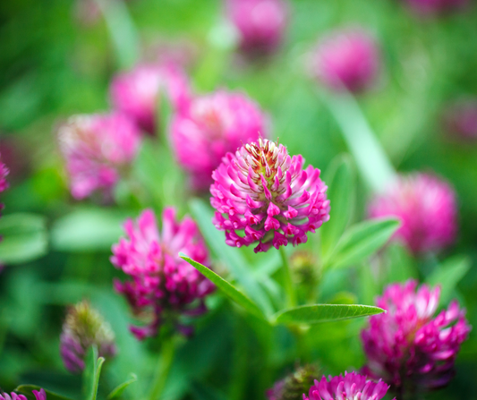 Herb of the Month: Red Clover Blossom