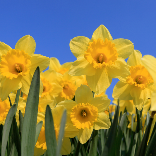 Plant Folklore: Daffodils