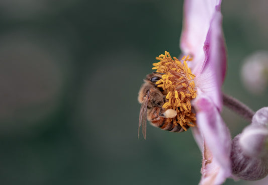 Tips for Spring Allergies with Herbalist Amanda Furbee