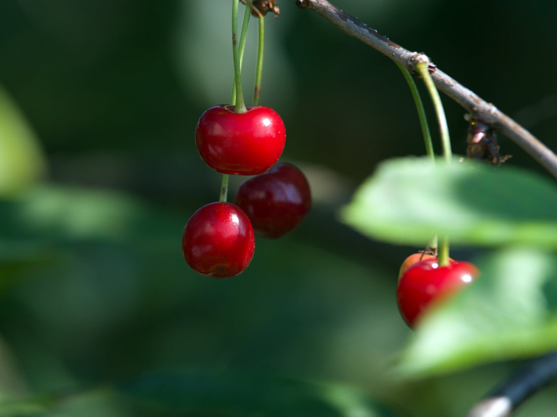 Herb of the Month: Wild Cherry Bark
