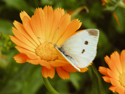 Herb of the Month: Calendula