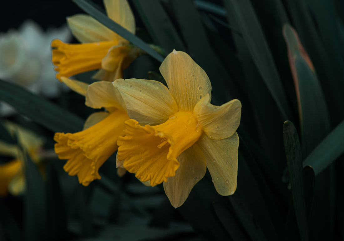 The Poisonous Path: Daffodil
