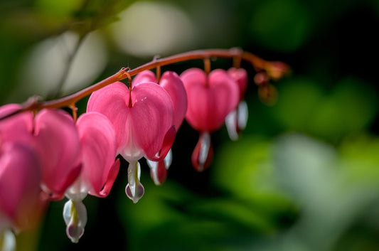 Bleeding Heart Flower Essence with Herbalist Amanda Furbee