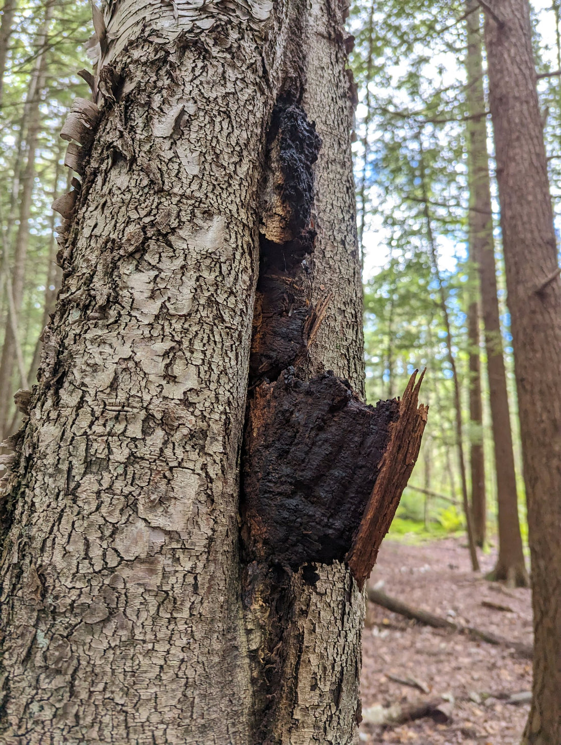 Herb of the Month: Chaga