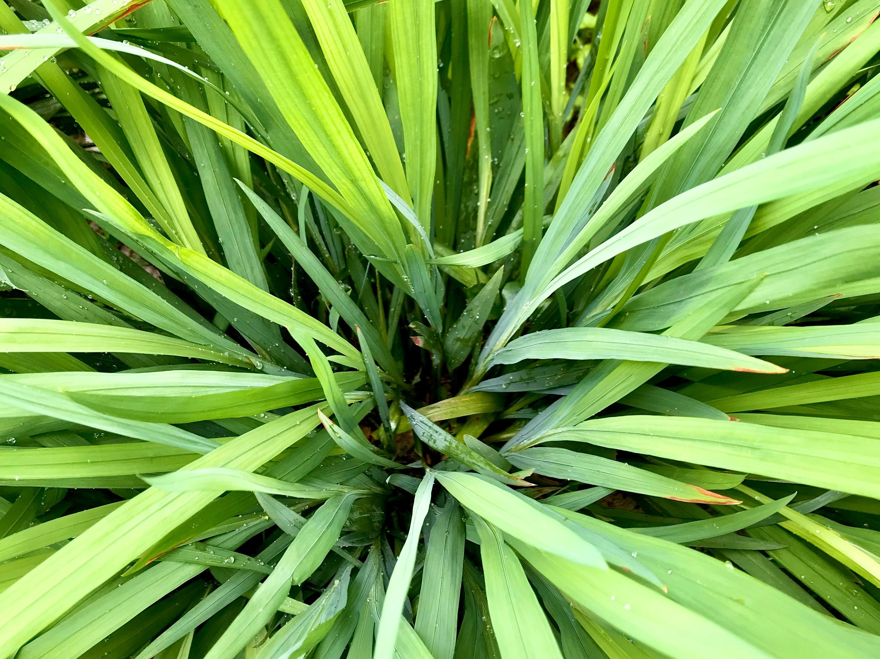 Herb of the Month: Lemongrass