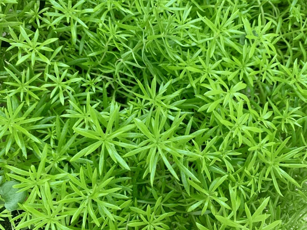 Herb of the Month: Cleavers