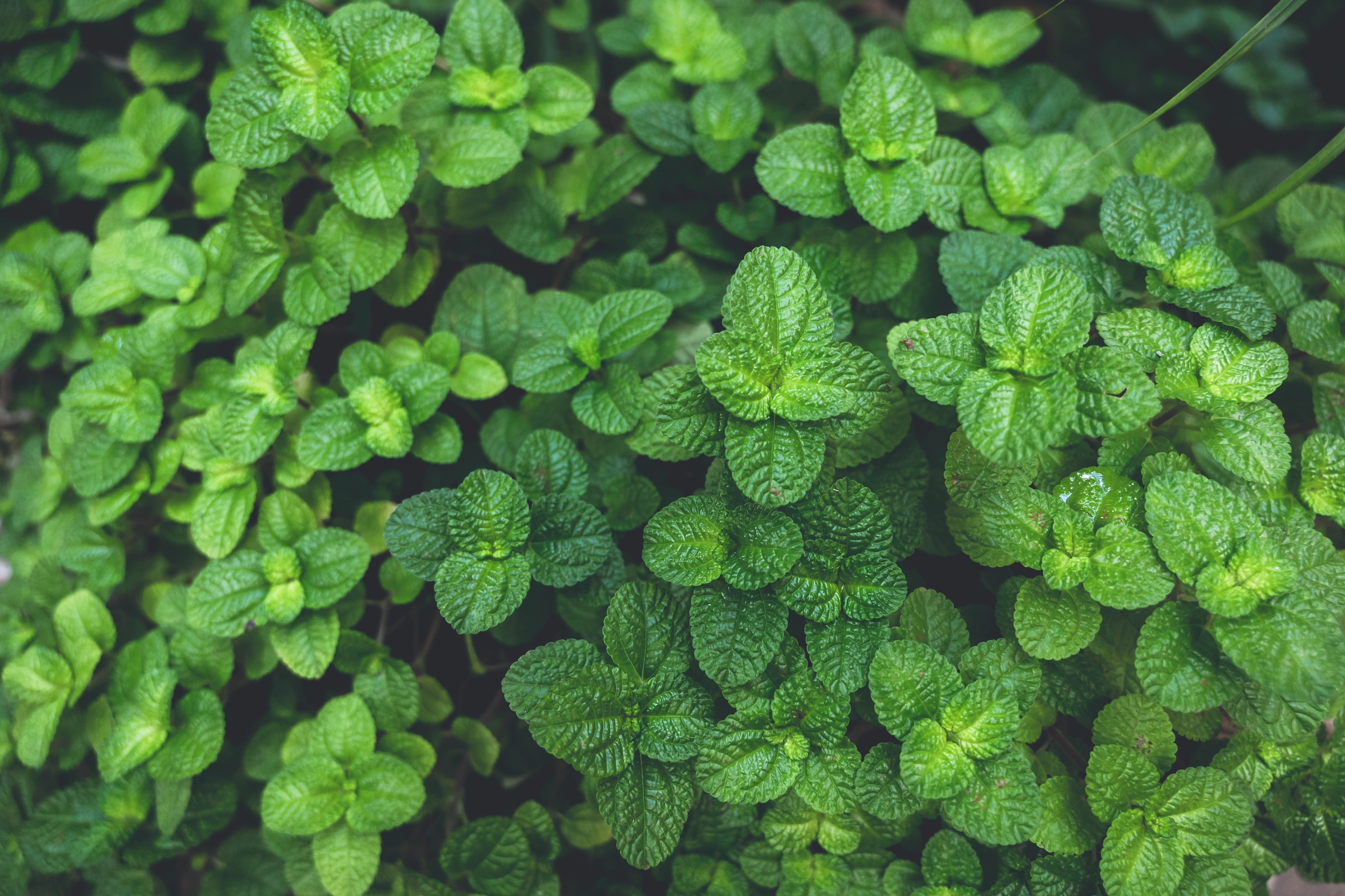 Herb of the Month: Spearmint