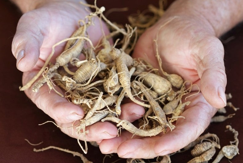 Herb of The Month: Eleuthero Root