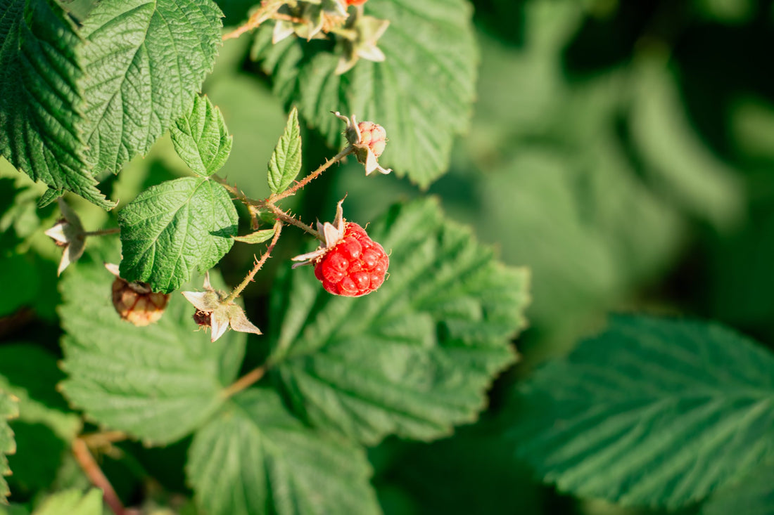 Herb of the Month: Raspberry Leaf + Berry Cordial Recipe