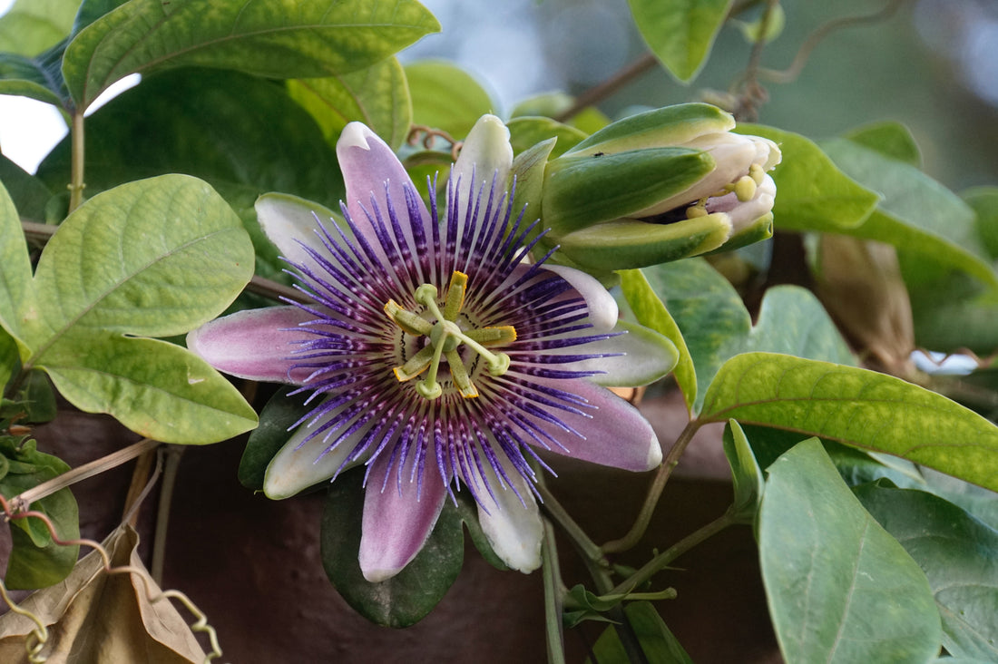 Herb of the Month: Passionflower