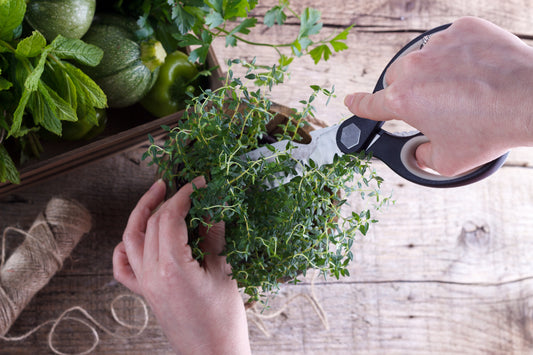 Food is Medicine Series: Sipping Vinegar