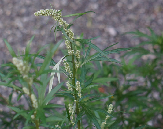 Herb of the Month: Mugwort