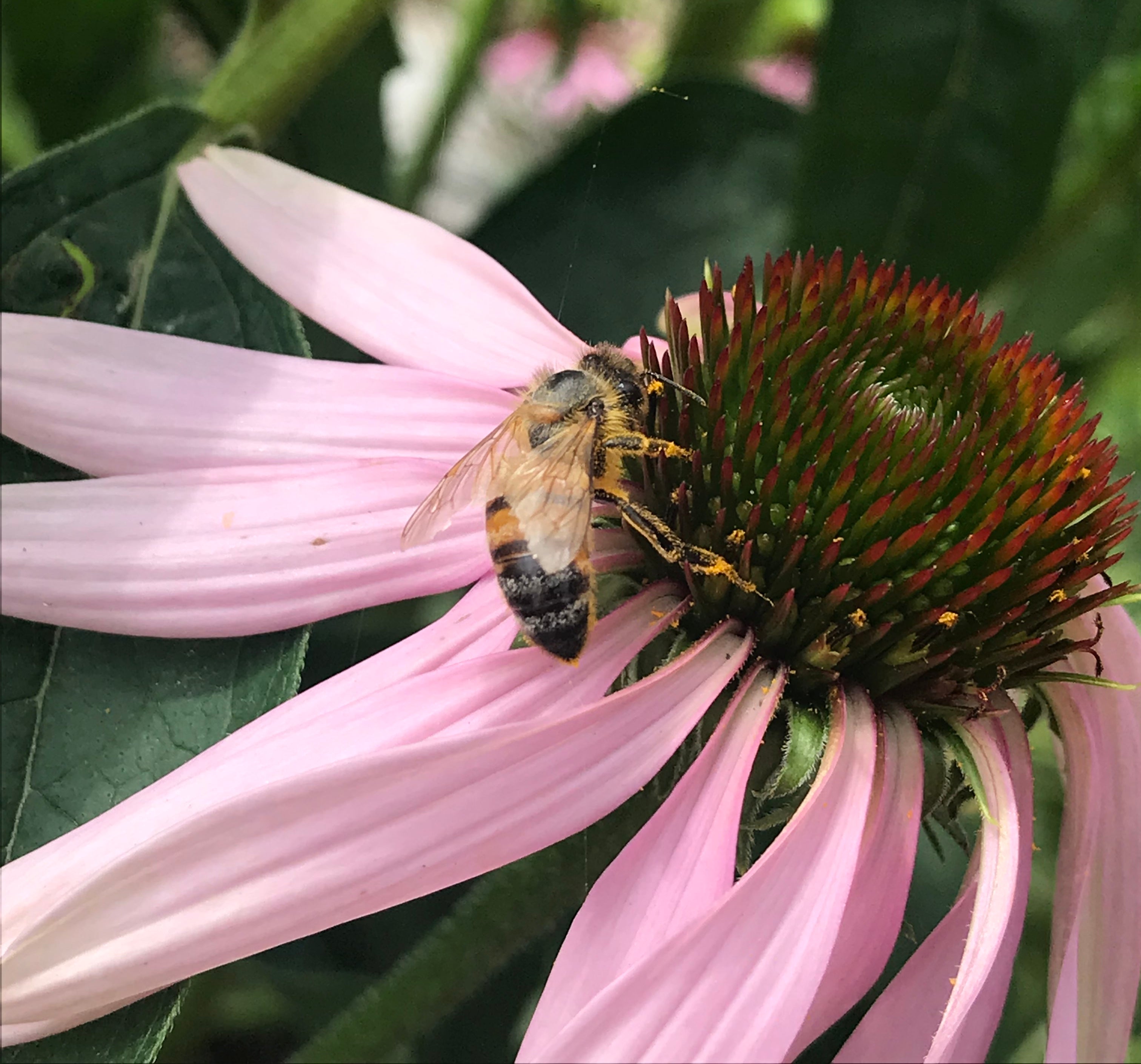 Saving the Bees with Herbalist Amanda Furbee