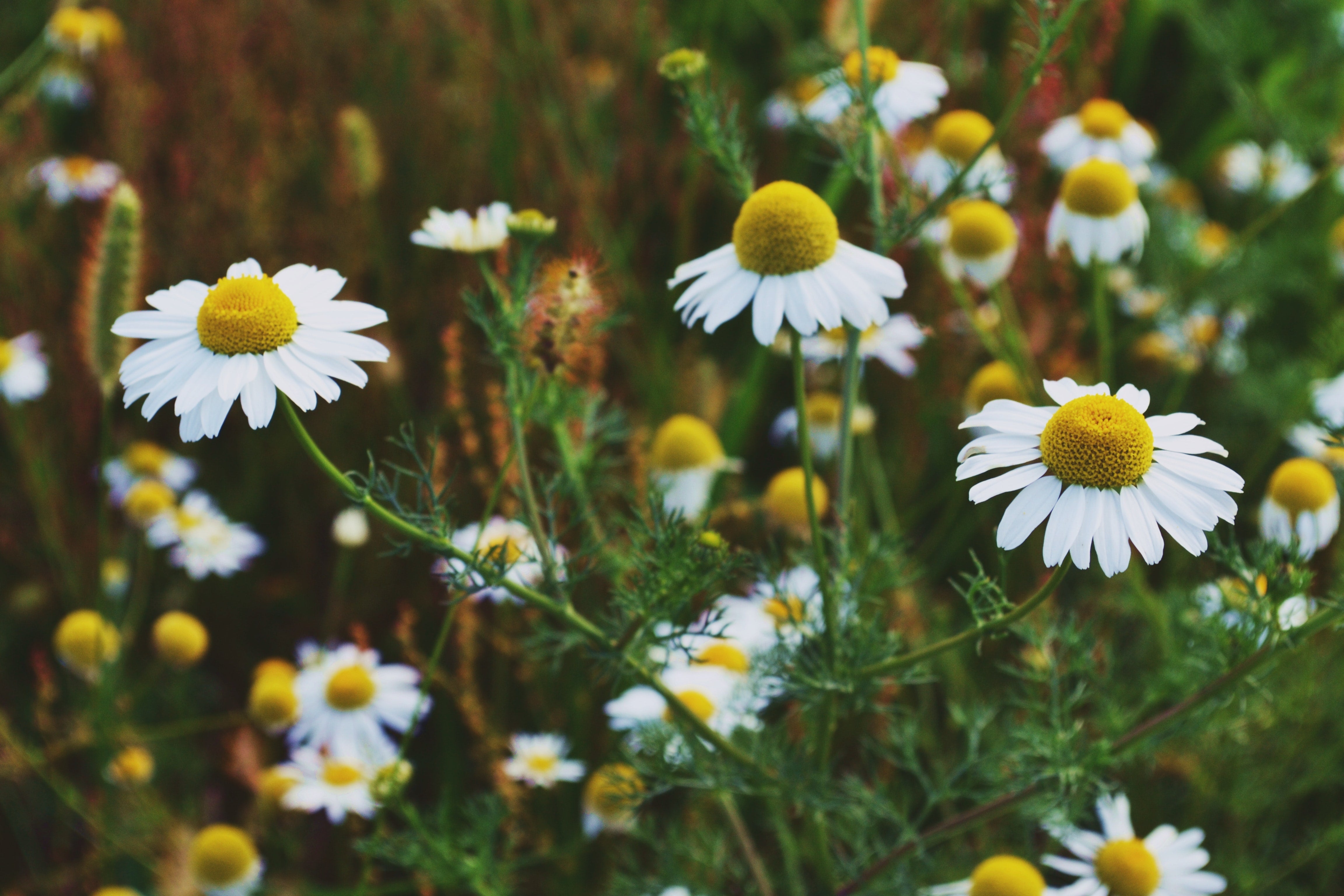 Herb of the Month: Chamomile