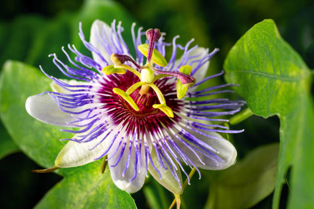 Herbs for Resilience: Passionflower