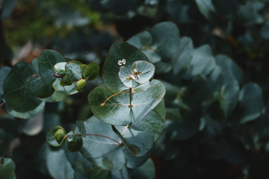 Herb of the Month: Eucalyptus Leaf