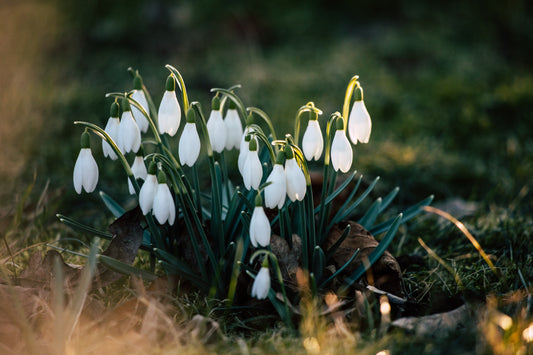 The Wheel of the Year: Imbolc