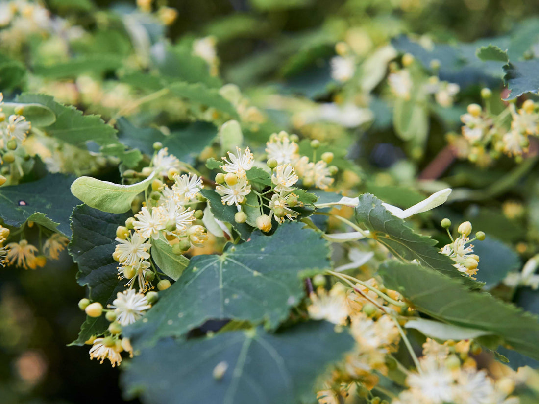 Herb of the Month: Linden