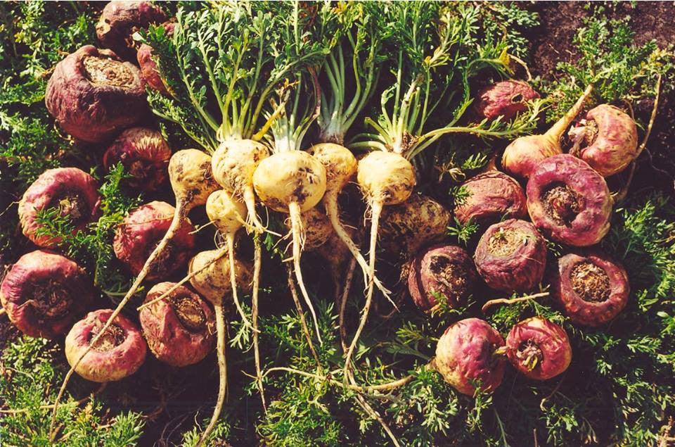 Herb of the Month: Maca Root