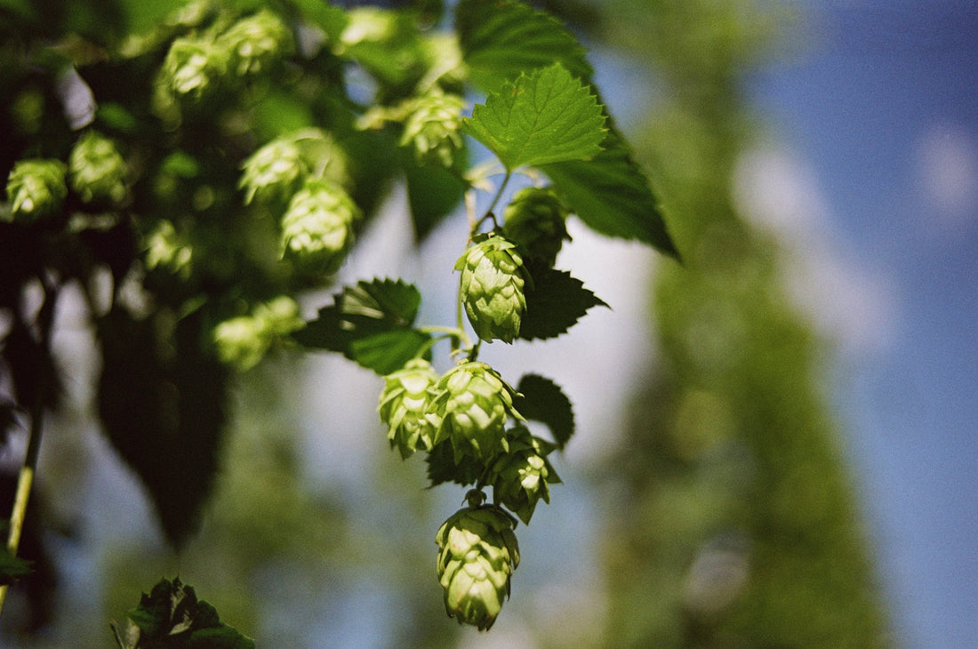 Herb of the Month: Hops