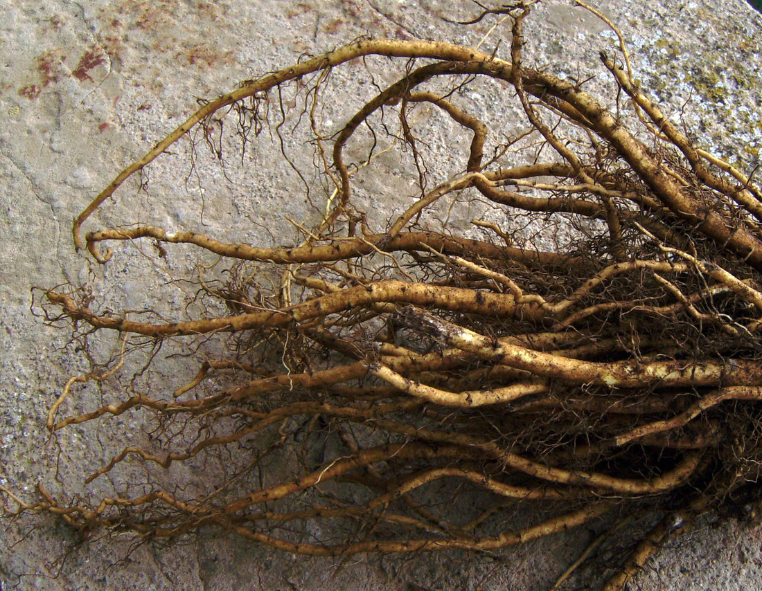 Herb of the Month: Marshmallow Root