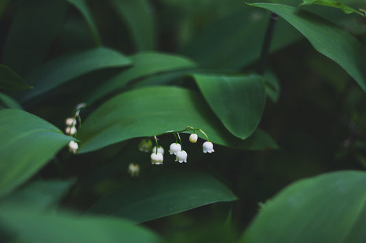 The Poisonous Path: Lily of the Valley