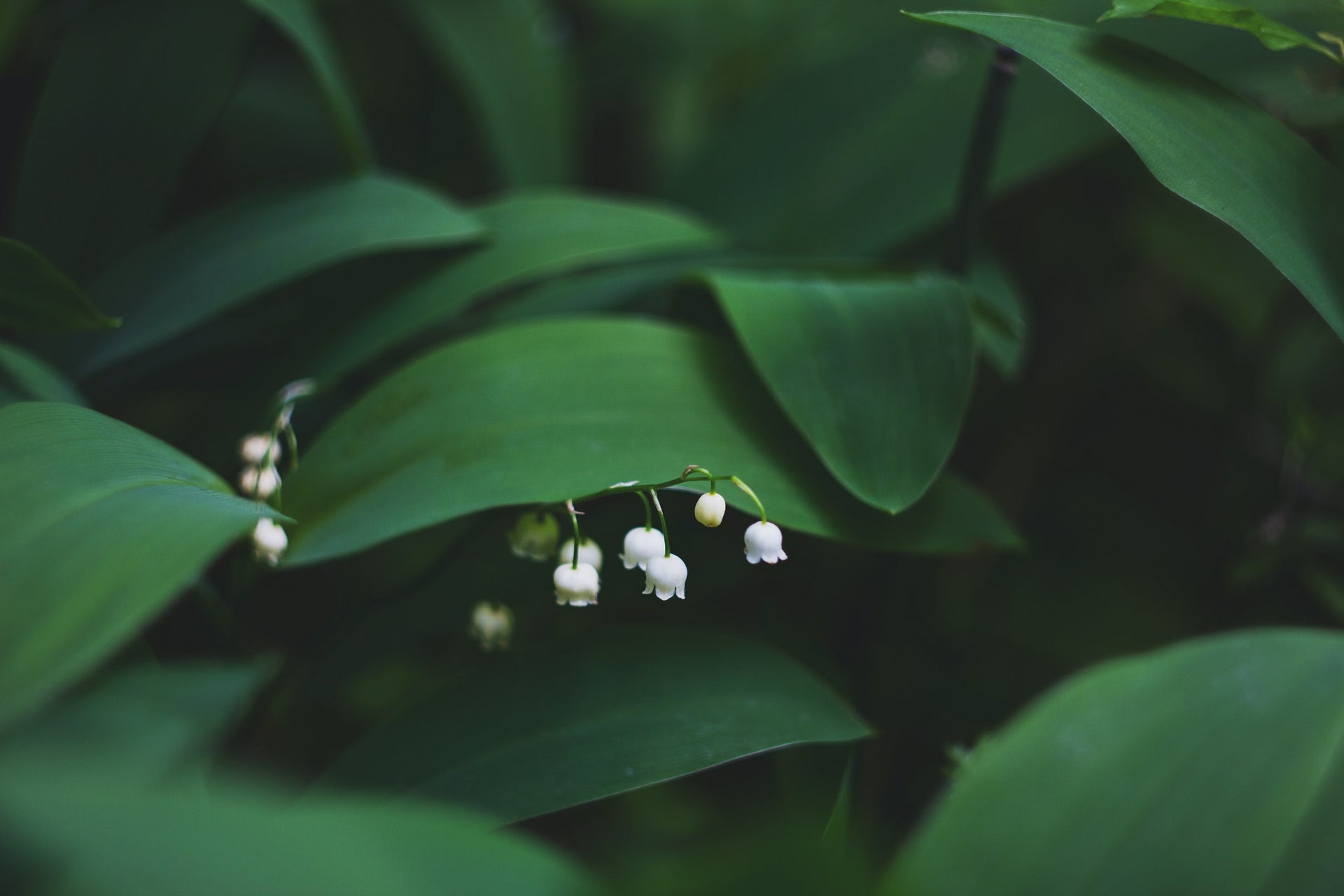 The Poisoned Garden: Lily of the Valley – The Death Scent Project