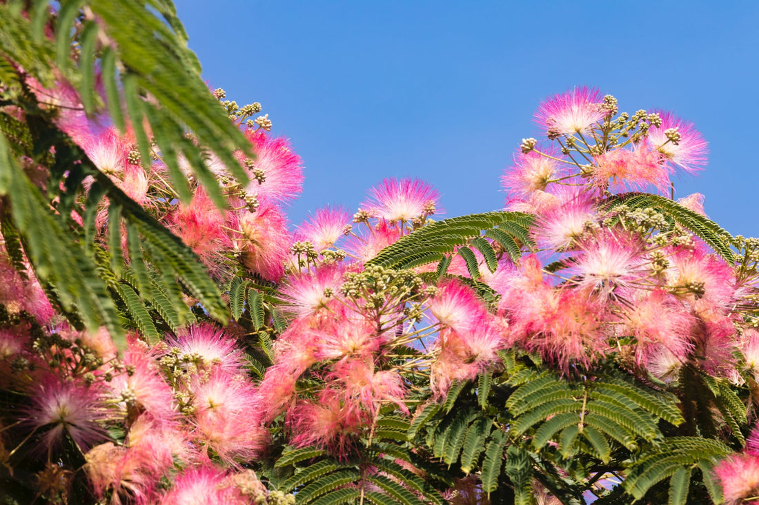 Herb of the Month: Mimosa Flower