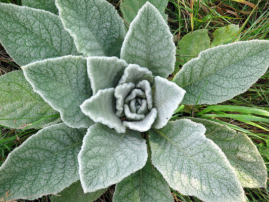 Herb of the Month: Mullein