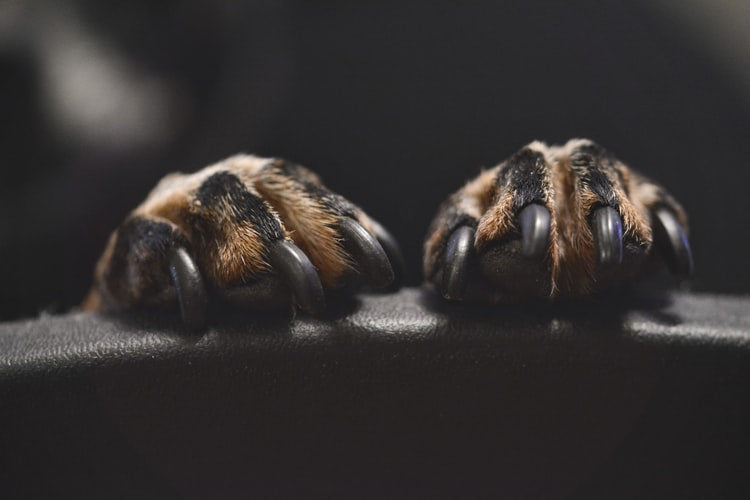 Make Your Own: Pet Paw Balm