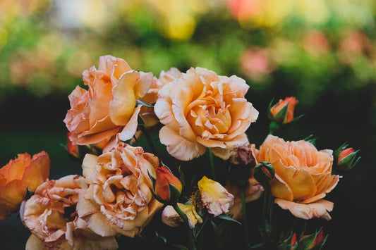 Wild Rose Flower Essence with Herbalist Amanda Furbee