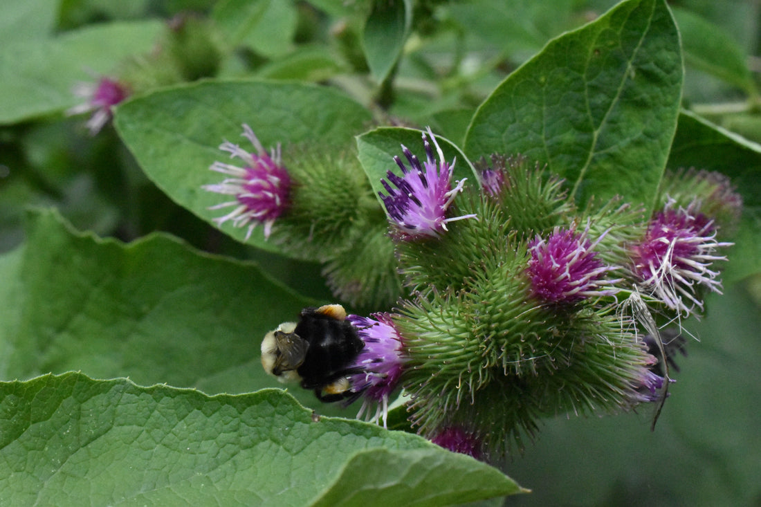 Herb of the Month: Burdock Root