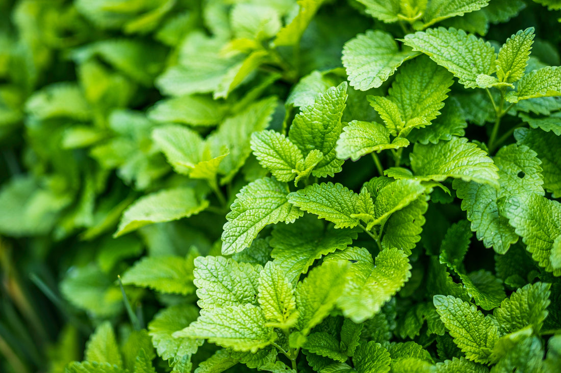 Herb of the Month for July: Lemonbalm