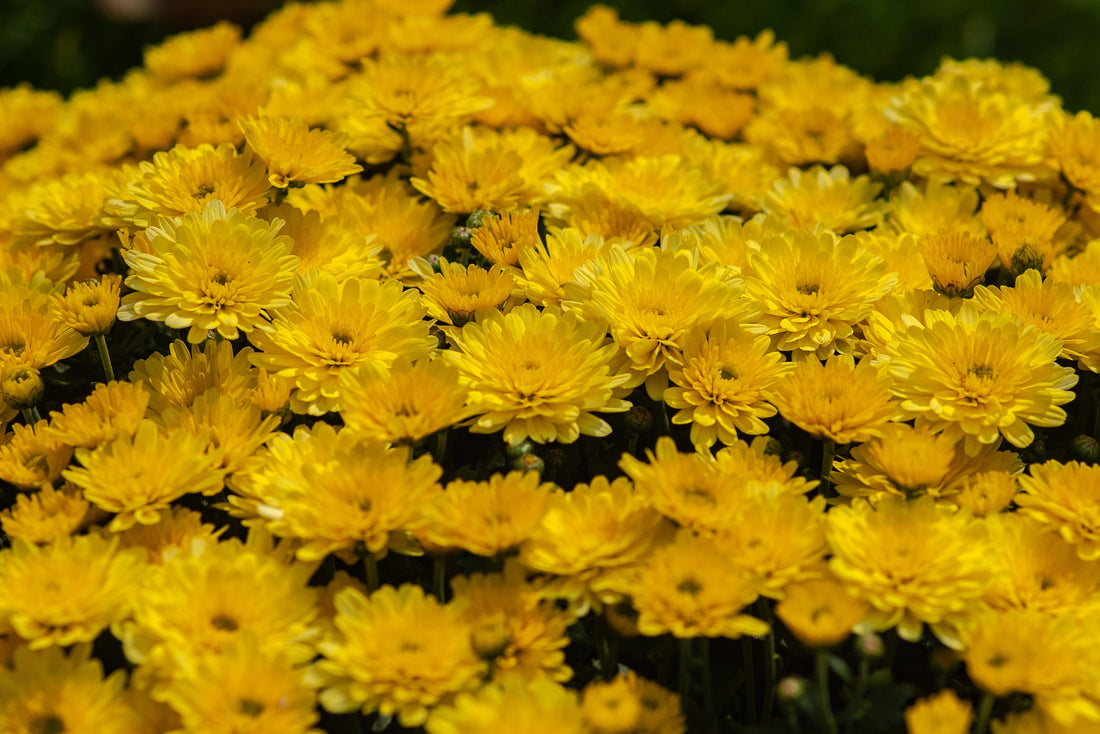 Herb of the Month: Chrysanthemum