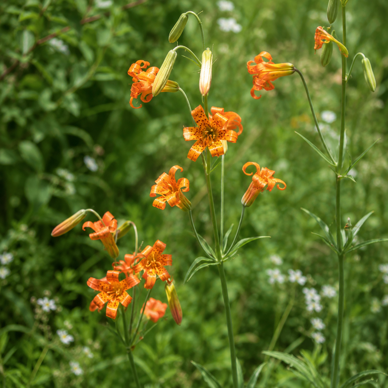 Alpine Lily Flower Essence Drop